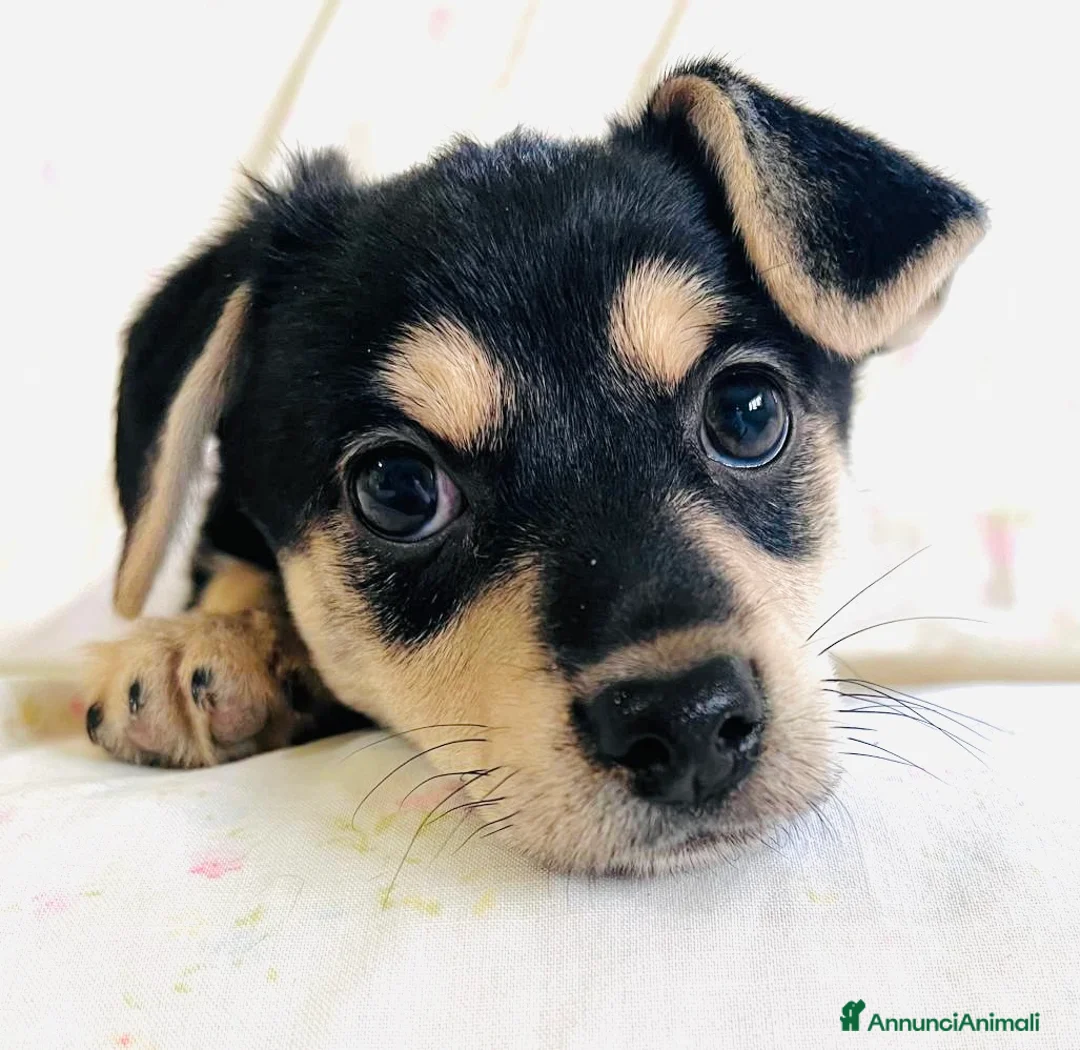 Meticcio cani in regalo: Cucciolo femmina taglia piccola 3 mesi - Annuncio 1