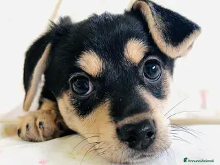 Meticcio cani Cucciolo femmina taglia piccola 3 mesi - Annuncio 18