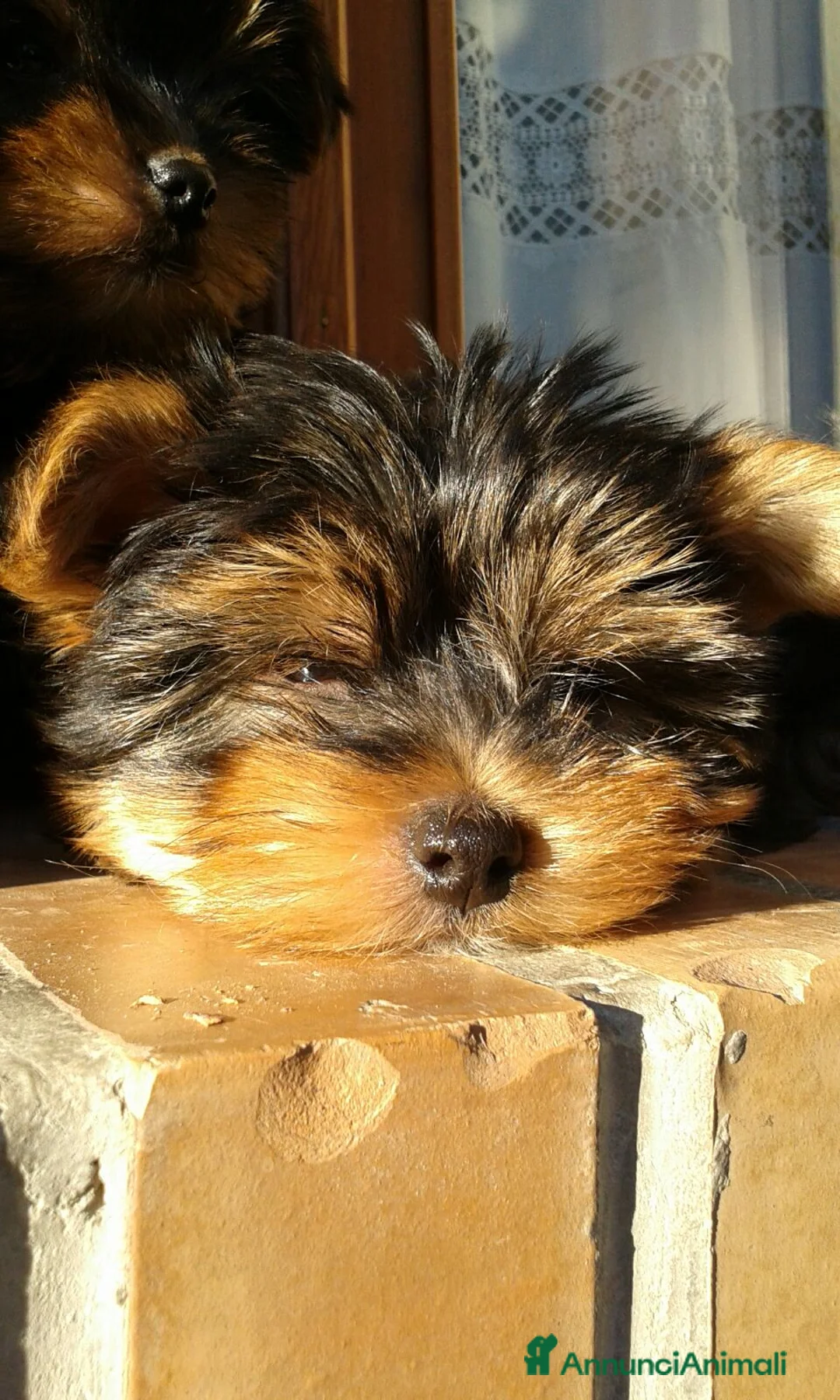 Yorkshire cani in vendita: YORKSHIRE TERRIER  - Annuncio 4
