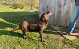 Labrador cani in vendita: Cuccioli Labrador chocolate con pedigree  a Provincia di Bergamo - Immagine 7