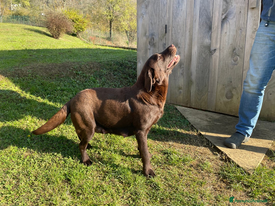 Labrador cani in vendita: Cuccioli Labrador chocolate con pedigree  a Provincia di Bergamo - Immagine 7
