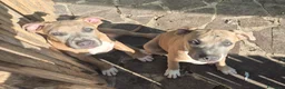 American Staffordshire cani in vendita: Ultimo maschietto disponibile   Thor - Annuncio 5