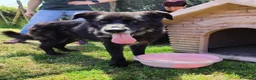 Meticcio cani in regalo: Gilda, oltre il suo manto nero c'è di più💚 - Annuncio 3