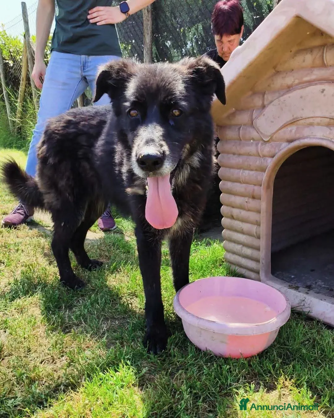 Meticcio cani in regalo: Gilda, oltre il suo manto nero c'è di più💚 - Annuncio 3