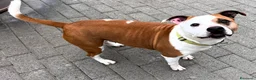 Meticcio cani in regalo: MAYA AMSTAFF - Annuncio 7