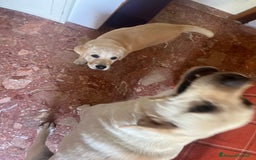 Labrador cani in vendita: Vendo Labrador retriever  a Provincia di Campobasso - Immagine 5