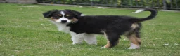Australian Shepherd cani in vendita: Cucciola Australian Shepherd - Annuncio 4