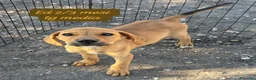 Meticcio cani in regalo: Cuccioli invisibili da salvare  a Provincia di Pistoia - Annuncio 2