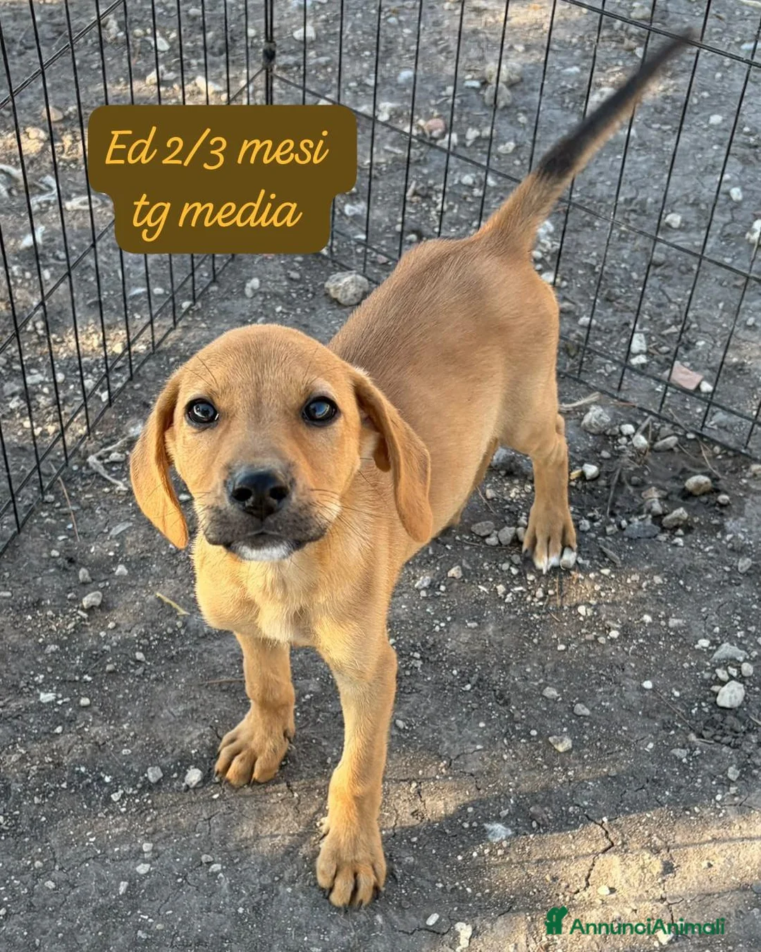 Meticcio cani in regalo: Cuccioli invisibili da salvare  a Provincia di Pistoia - Annuncio 2