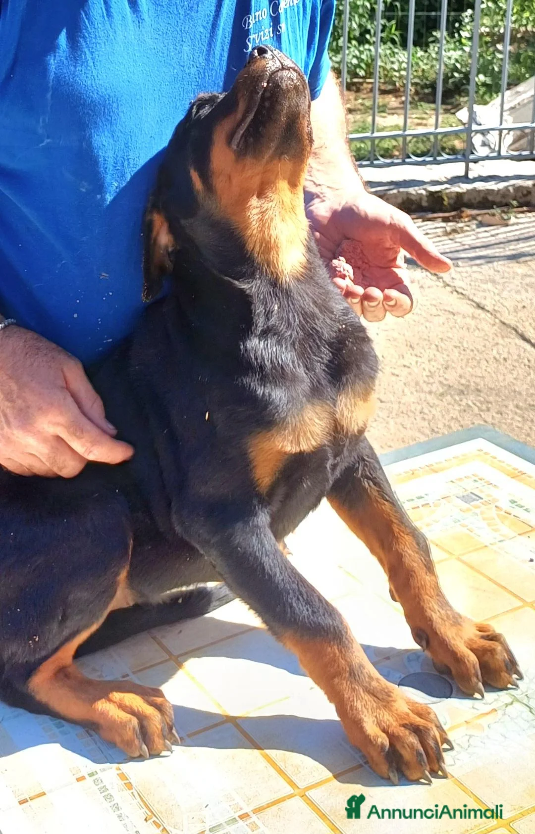Rottweiler cani in vendita: Cuccioli rottweiler  - Annuncio 2