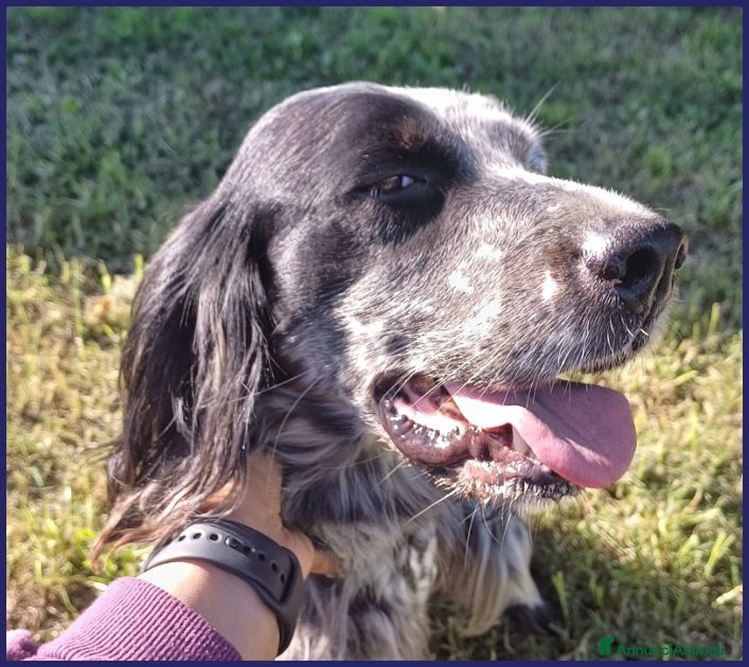 Setter Inglese cani in regalo: ZANZIBAR 2anni stupendo-adatto a tutti - Immagine 1