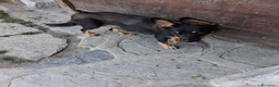 Meticcio cani in regalo: Regalo cuccioli meticci a Valle d'Aosta - Annuncio 2