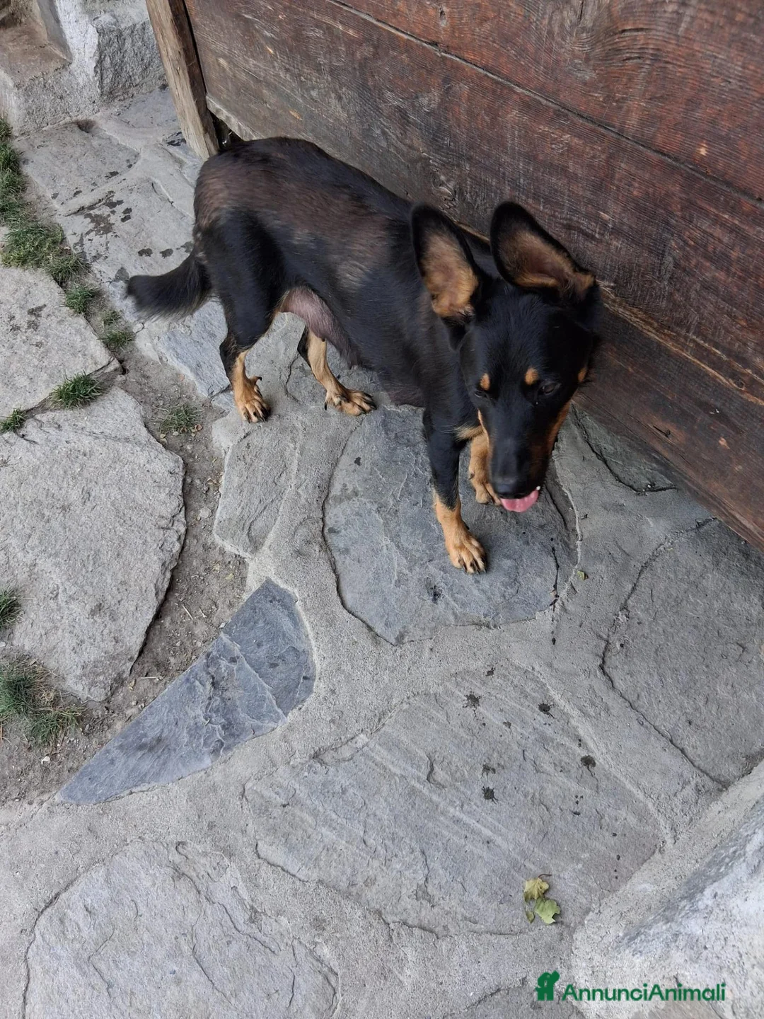 Meticcio cani in regalo: Regalo cuccioli meticci a Valle d'Aosta - Annuncio 2