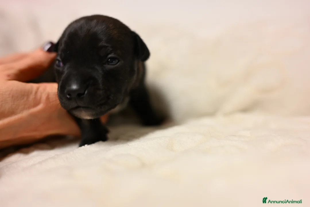 Staffordshire cani in vendita: Cuccioli di Staffordshire Bull Terrier - Annuncio 11