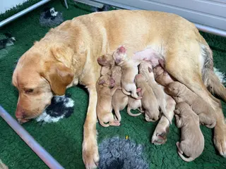 Labrador cani Cucciolata di labrador, linea scozzese - Annuncio 1