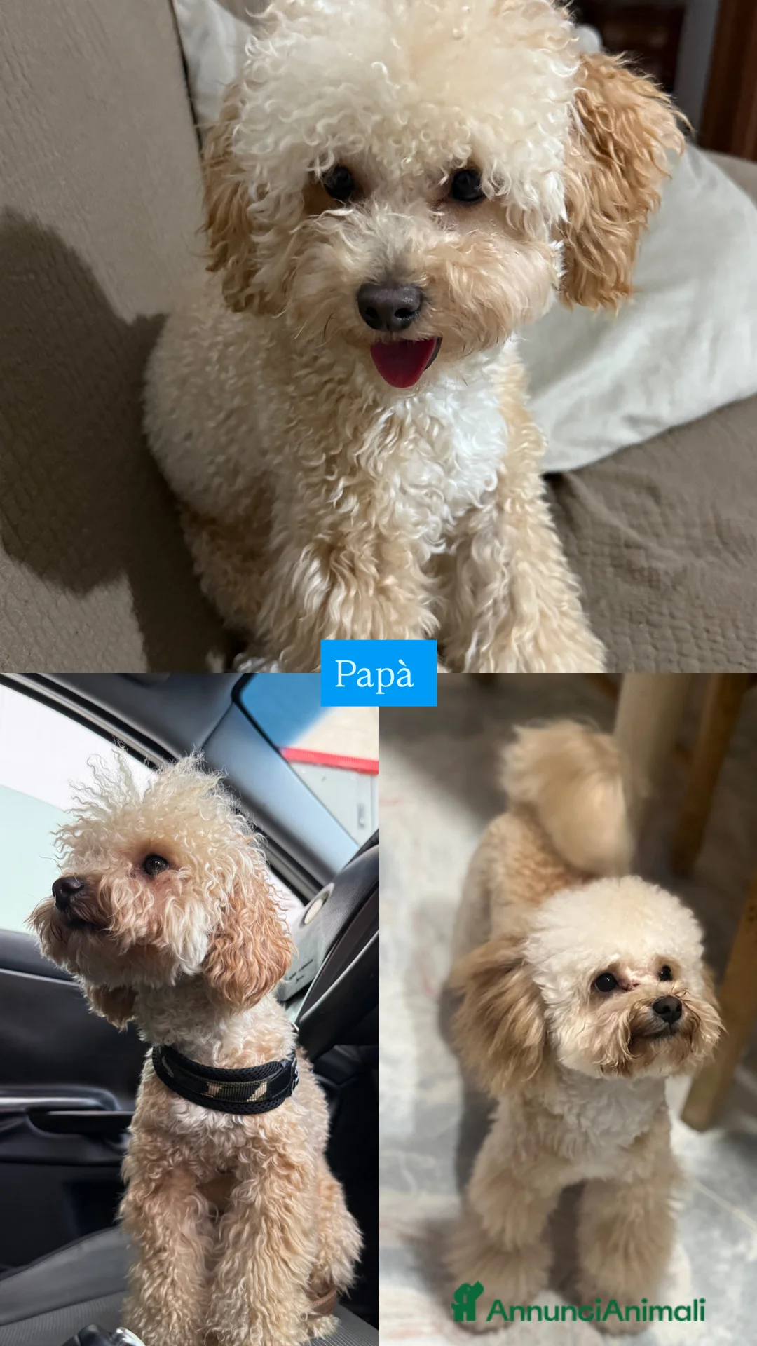 Barboncino Toy cani in vendita: Barboncino toy - Annuncio 8