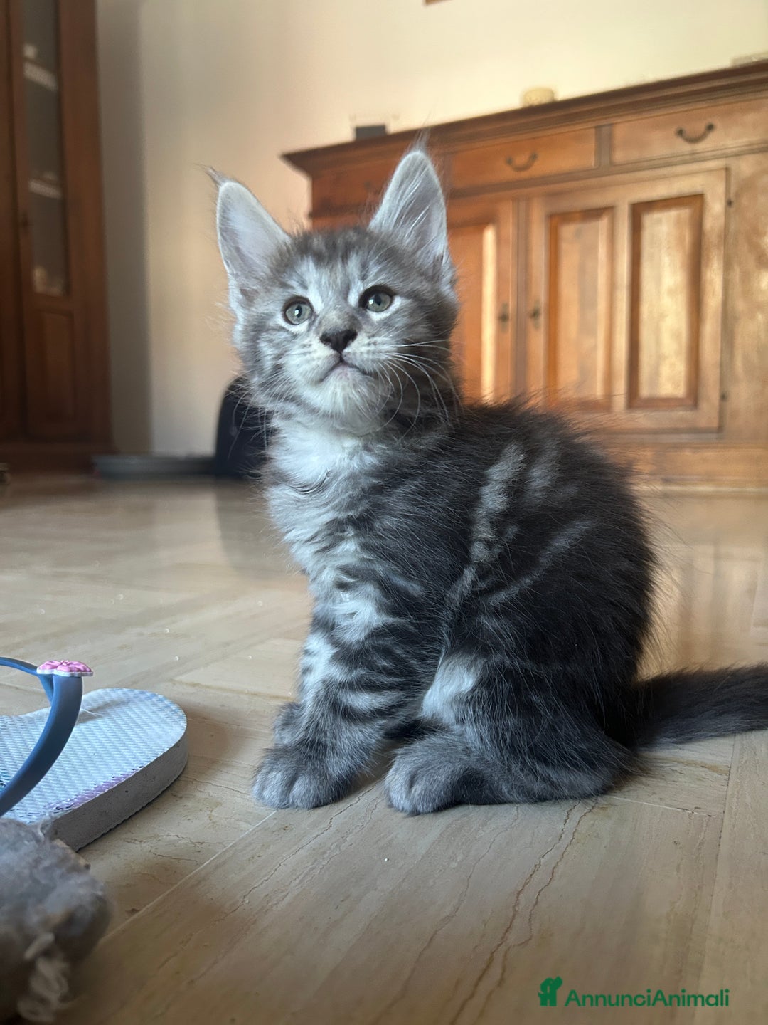 Maine Coon gatti in vendita: Maine Coon pedigree Anfi a Provincia di Modena - Immagine 1