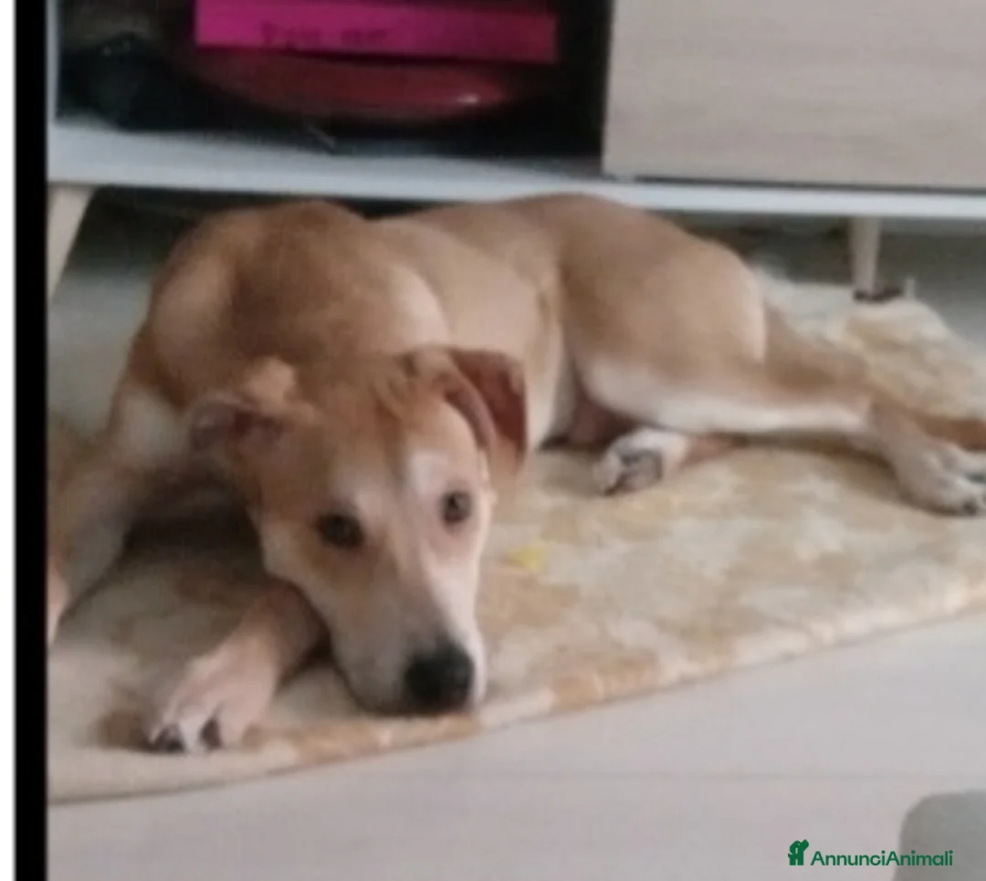 Meticcio cani in regalo: Mix molossino 2anni URGENTE STALLO/ADOZIONE.MILANO - Annuncio 2