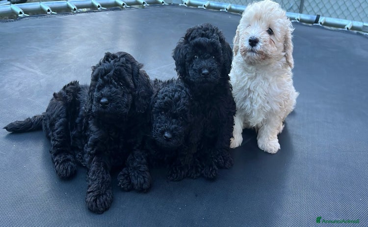 Barboncino cani a Provincia di Pordenone - Annuncio 5