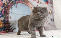 Scottish gatti in vendita: Scottish fold blue - Annuncio 2