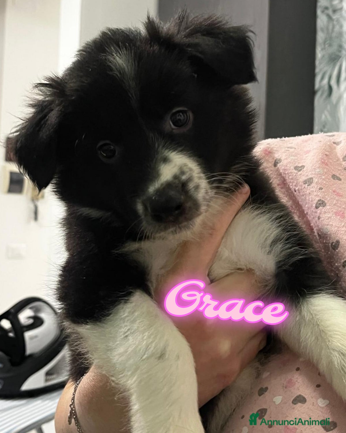 Border Collie cani in vendita: Cuccioli di Border collie  - Annuncio 4