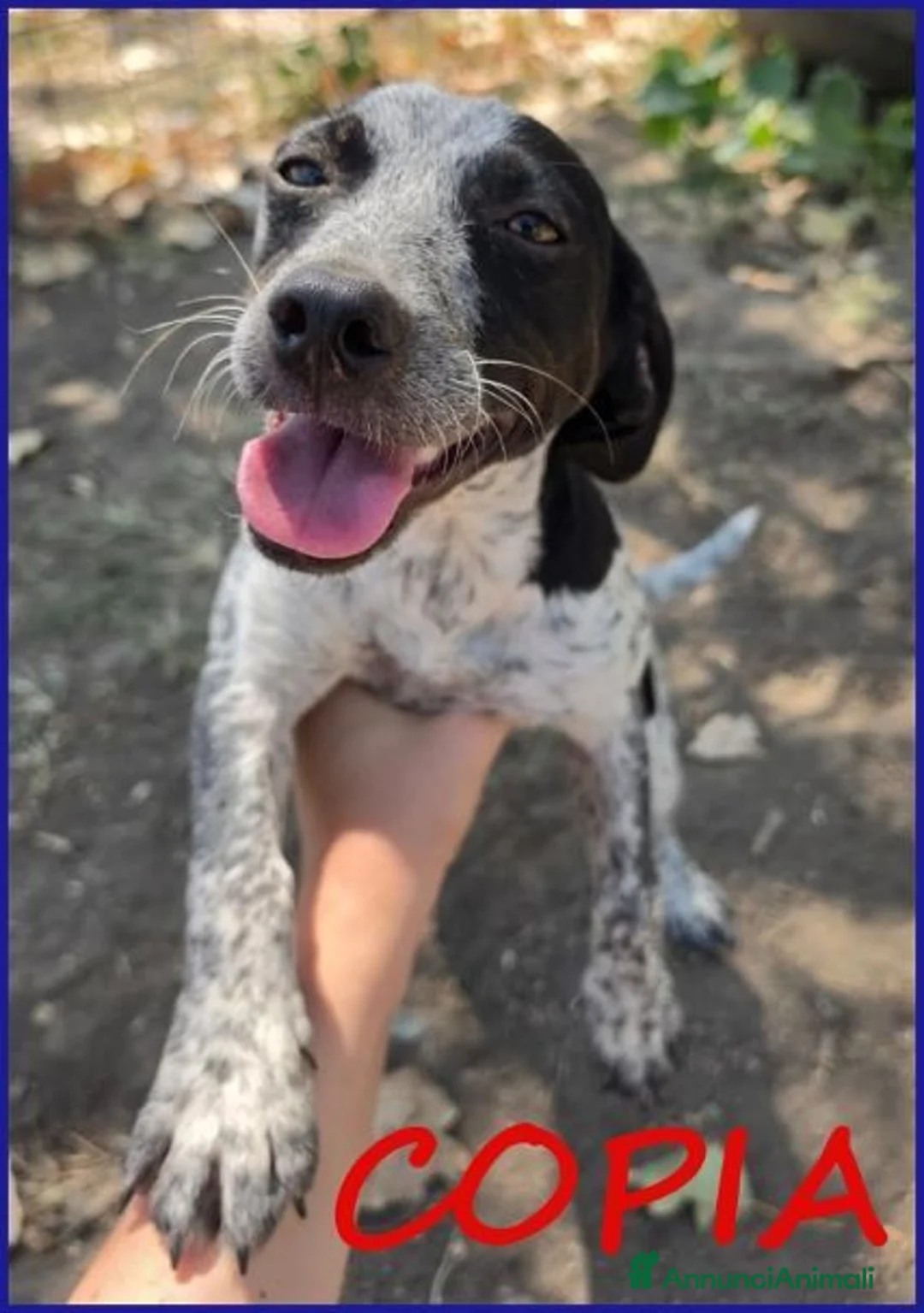 Meticcio cani in regalo: COPIA simpatica cucciolotta a Città metropolitana di Milano - Annuncio 1
