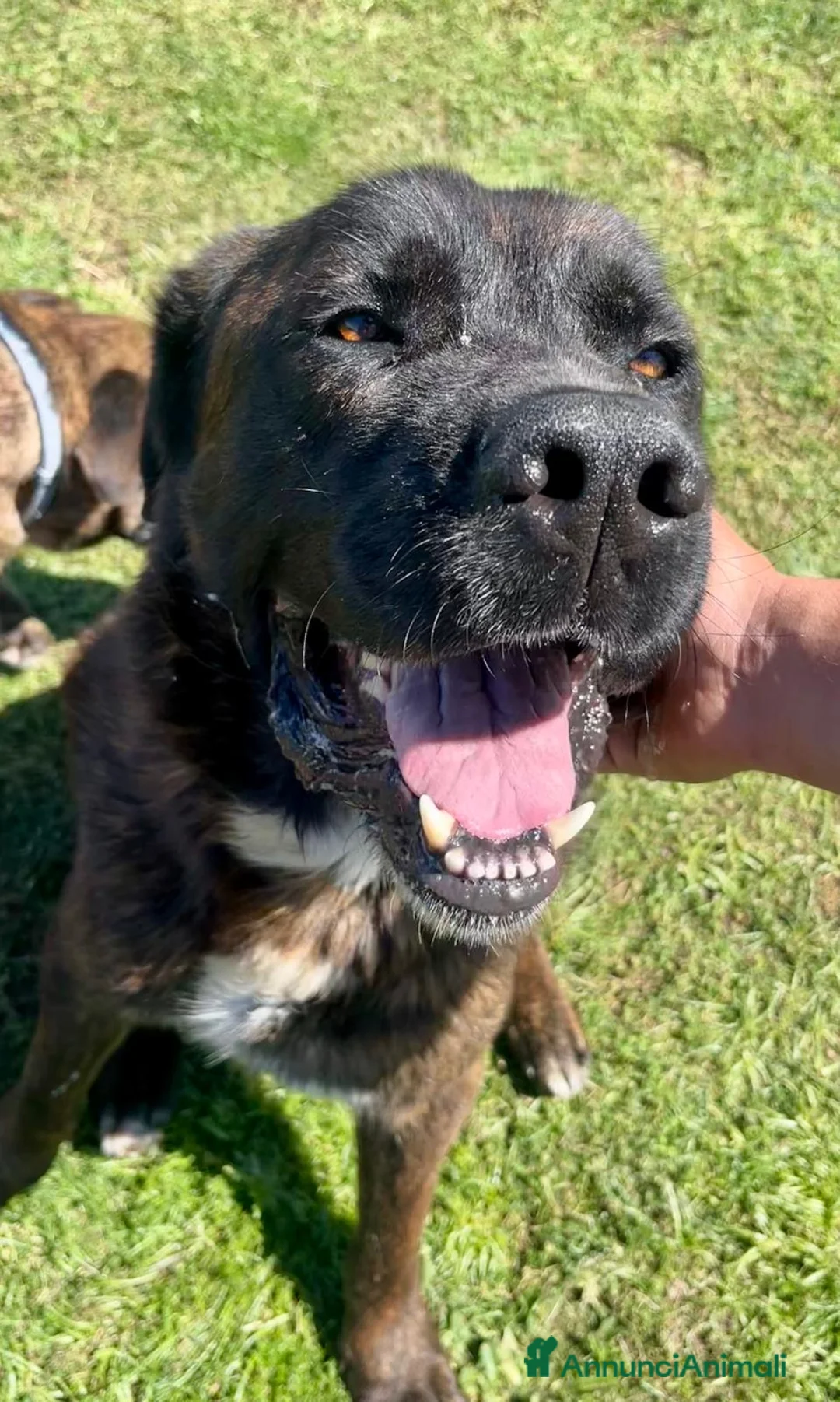 Meticcio cani in regalo: Tyson mix cane corso buonissimo - Annuncio 4