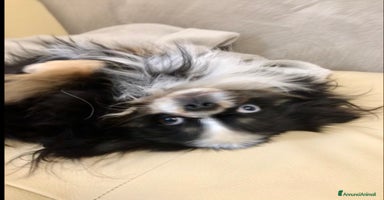 Chihuahua cani - Annuncio 4