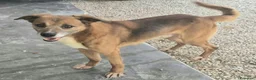 Meticcio cani in regalo: 16 kg, 4 anni rischia il canile    - Annuncio 9