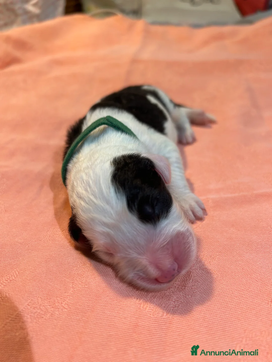 Bobtail cani in vendita: Cuccioli di Bobtail  - Annuncio 3