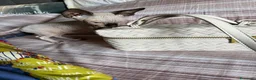 Sphynx gatti in vendita: Vendo gatto sphynx  - Annuncio 6