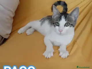 Europeo gatti PACO, adorabile gattino da adottare! - Annuncio 19