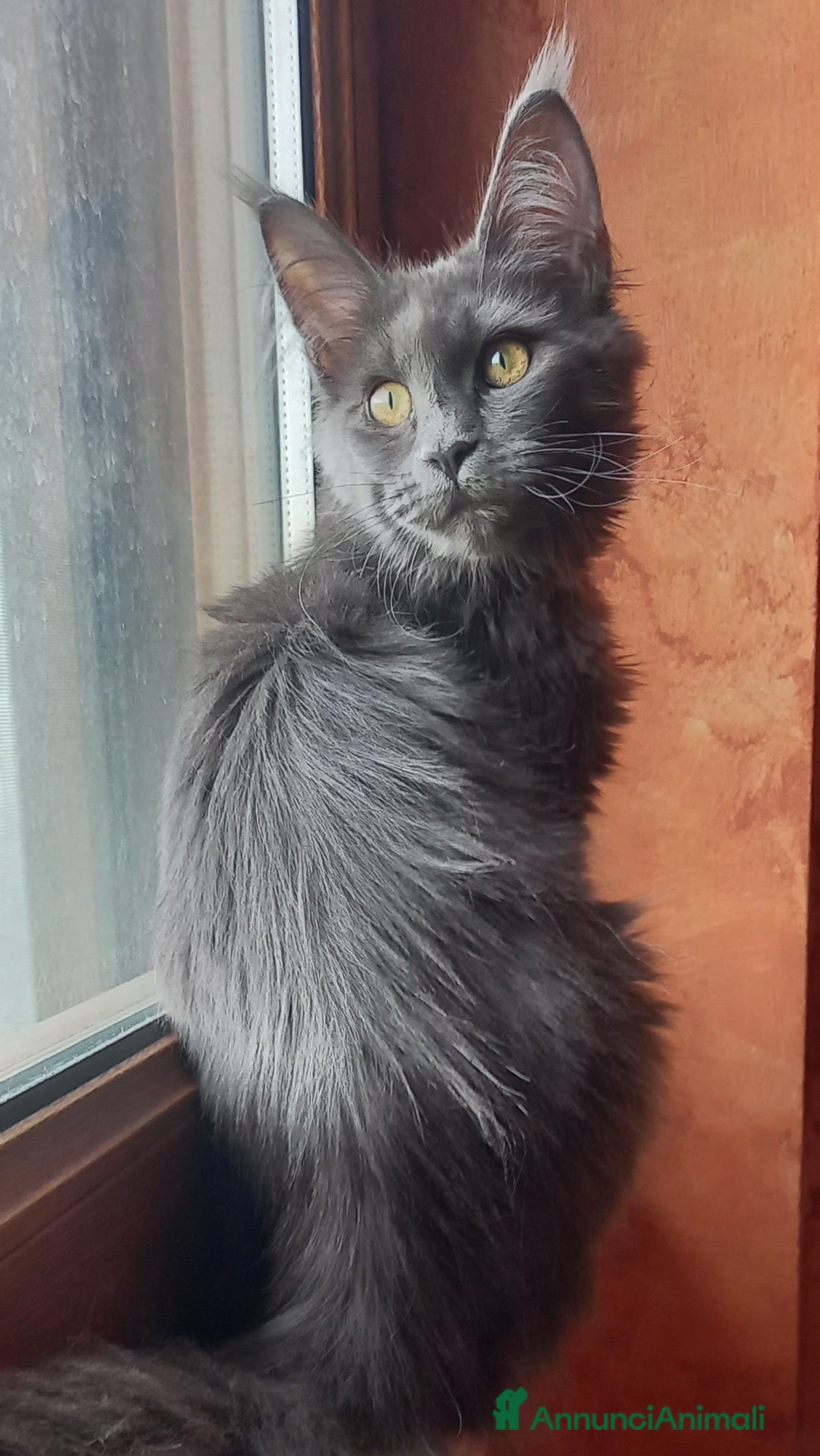 Maine Coon gatti Stupendi piccoli Maine coon - Annuncio 2