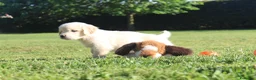 Golden Retriever cani in vendita:  Ultimi due cuccioli di Golden Retriever a Città metropolitana di Milano - Annuncio 5