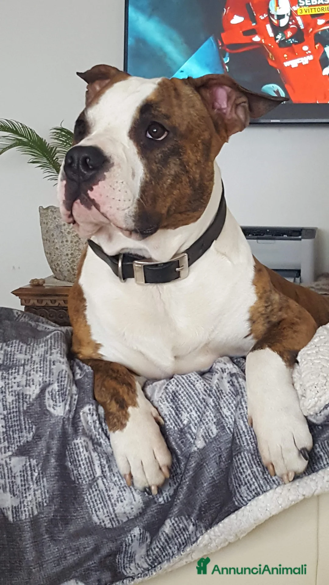 American Staffordshire cani per accoppiamento: Amstaff per monta con pedigree - Annuncio 2