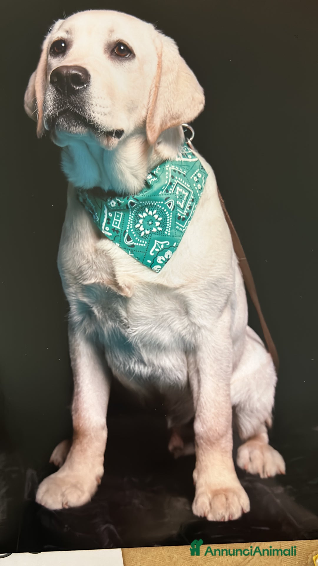 Labrador cani per accoppiamento: Labrador Maschio per monta - Annuncio 5