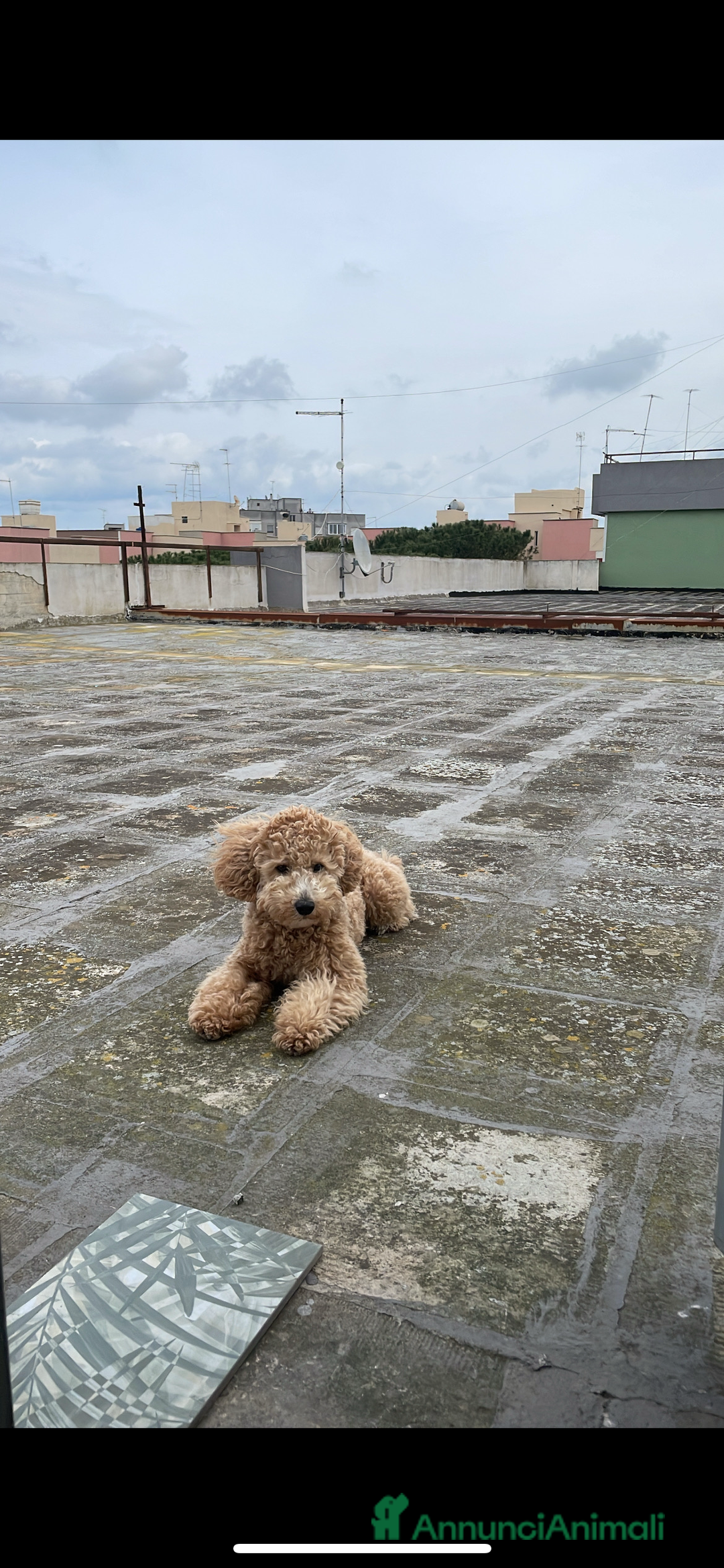 Barboncino cani per accoppiamento: Barboncino taglia medio piccola bello e peloso  - Annuncio 3