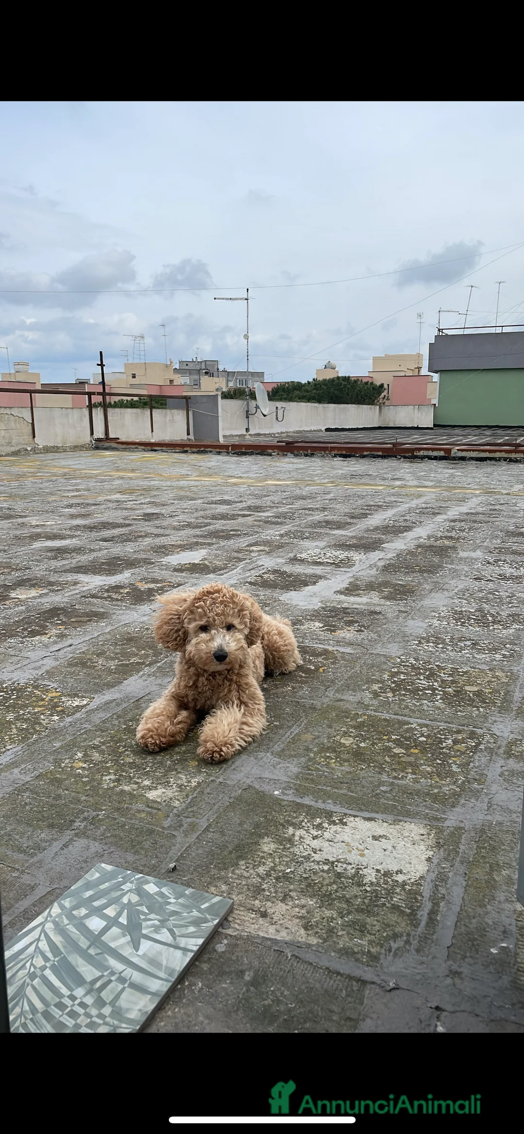 Barboncino cani per accoppiamento: Barboncino toy peloso e bello - Annuncio 3