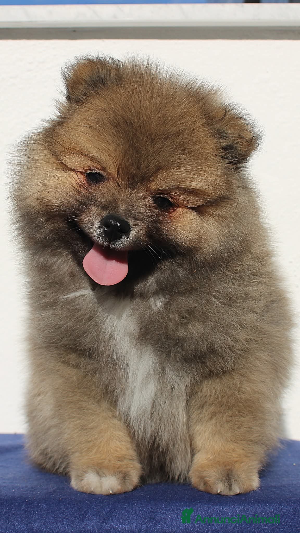 Volpino Italiano cani Volpino Italiano Pedigree Maschio  - Annuncio 2