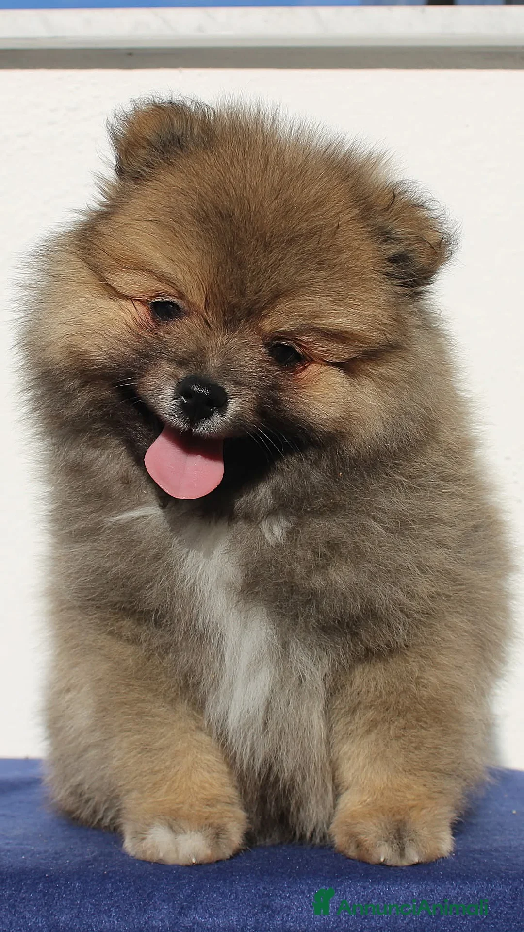 Volpino Italiano cani in vendita: Volpino Italiano Pedigree Maschio  - Annuncio 1