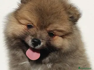 Volpino Italiano cani Volpino Italiano Pedigree Maschio - Annuncio 2