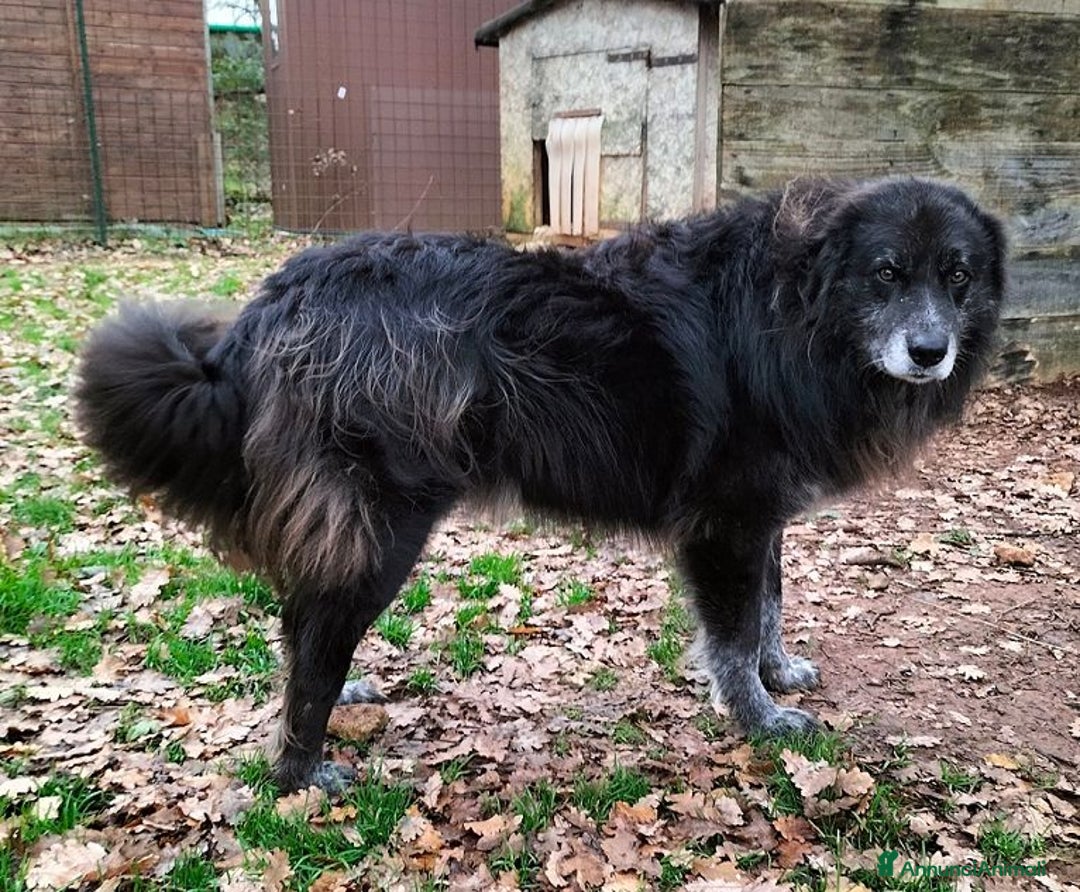 Meticcio cani in regalo: LUPO un amico fedele! - Annuncio 8