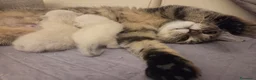 Scottish gatti in regalo: Micini scottish molto uniti  a Provincia di Bergamo - Annuncio 4