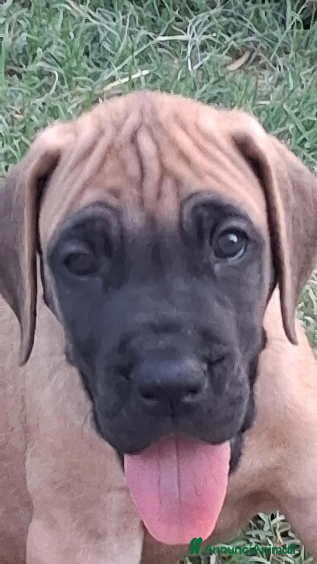 Alano cani in vendita: CUCCIOLI DI ALANO - Annuncio 5