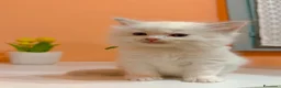 Ragdoll gatti in vendita: Cuccioli di ragdoll - Annuncio 1
