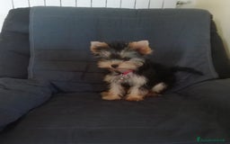 Yorkshire cani per accoppiamento: Maschio Yorkshire Toy per accoppiamento a Provincia di Brescia - Annuncio 2