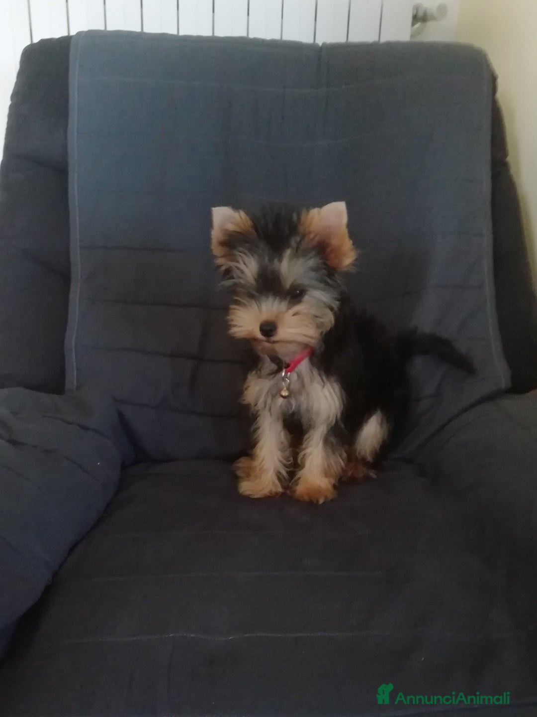 Yorkshire cani per accoppiamento: Maschio Yorkshire Toy per accoppiamento a Provincia di Brescia - Annuncio 2