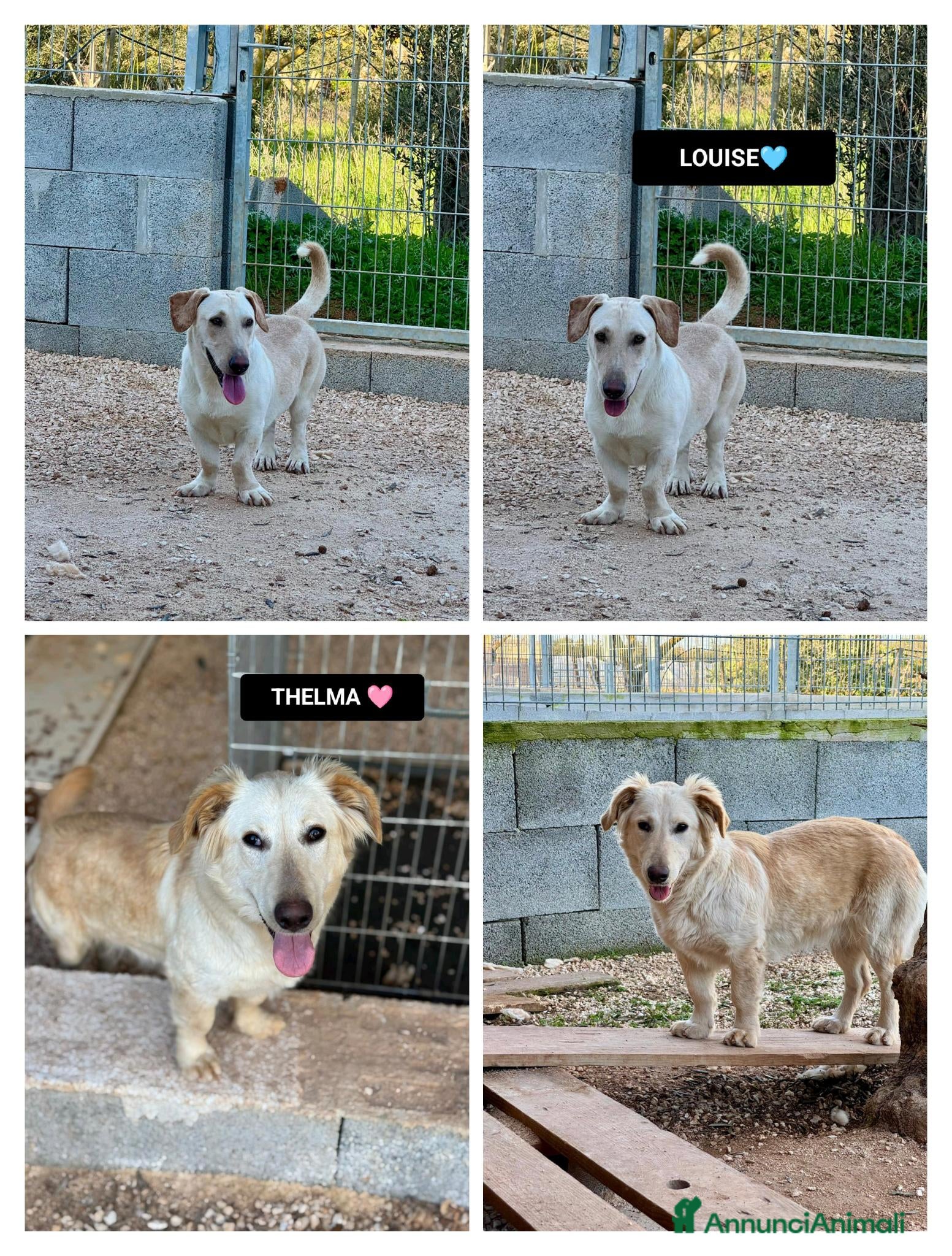 Altre razze cani thelma e louise - Annuncio 1