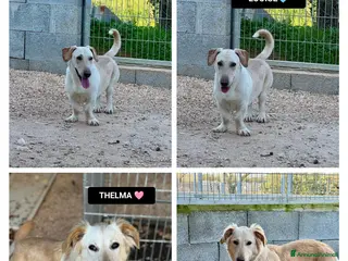 Altre razze cani thelma e louise - Annuncio 10