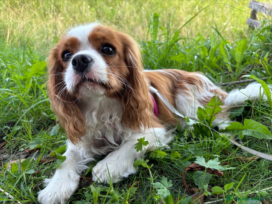 Cavalier King cani in vendita: Cuccioli di Cavalier King nati in casa ❤️ - Annuncio 2